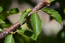 Stem-of-Himalayan-Birch
