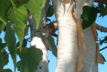 Trunk of Himalayan Birch plant