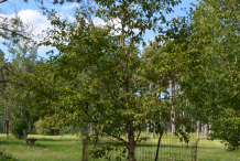 Young-Himalayan-Birch--tree