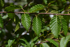 Leaves-of-Himalayan-Birch-plant