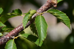 Stem-of-Himalayan-Birch