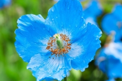 Closer-view-of-flower-of-Himalayan-Blue-Poppy
