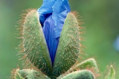 Flowering-bud-of-Himalayan-blue-poppy