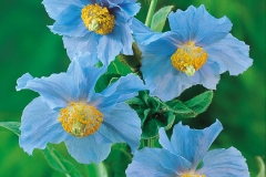 Flowers-of-Himalayan-Blue-Poppy