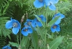 Himalayan-Blue-Poppy-plant