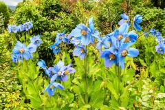 Himalayan-blue-poppy-plant-growing-wild