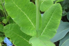 Leaves-of-Himalayan-blue-poppy