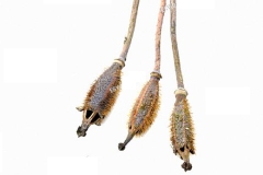 Mature-fruits-of-Himalayan-blue-poppy