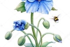 Plant-illustration-of-Himalayan-blue-poppy
