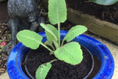 Sapling-of-Himalayan-blue-poppy