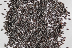 Seeds-of-Himalayan-blue-poppy