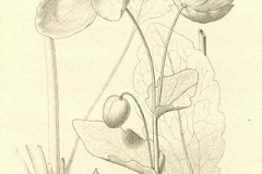 Sketch-of-Himalayan-blue-poppy