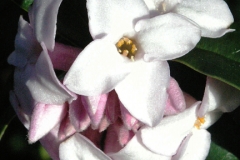 Closer-view-of-flowers-of-Himalayan-daphne
