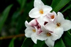 Flowers-of-Himalayan-daphne