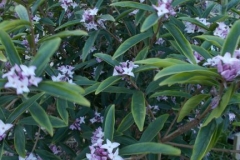 Himalayan-daphne-plant-growing-wild