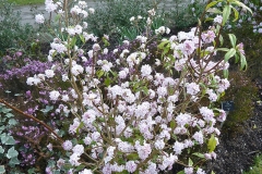 Himalayan-daphne-plant
