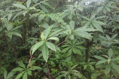 Leaves-of-Himalayan-daphne