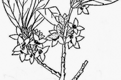 Sketch-of-Himalayan-daphne