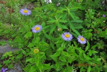 Himalayan-fleabane-plant