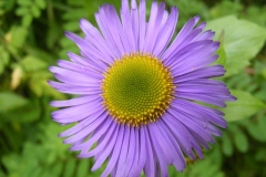 Closer-view-of-Flower-of Himalayan fleabane