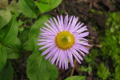 Flower-of-Himalayan-fleabane