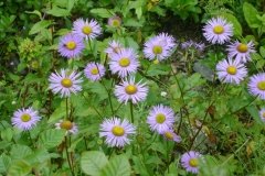 Himalayan-fleabane-plant-growing-wild