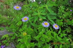 Himalayan-fleabane-plant