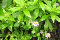 Leaves-of-Himalayan-fleabane