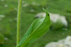 Stem-of-Himalayan-fleabane