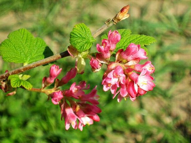 Flowers-of-Himalayan-Gooseberry