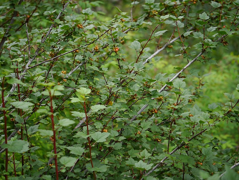 Himalayan-Gooseberry-plant-growing-wild