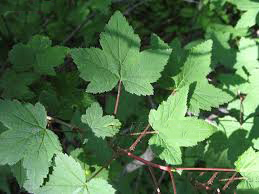 Leaves-of-Himalayan-Gooseberry