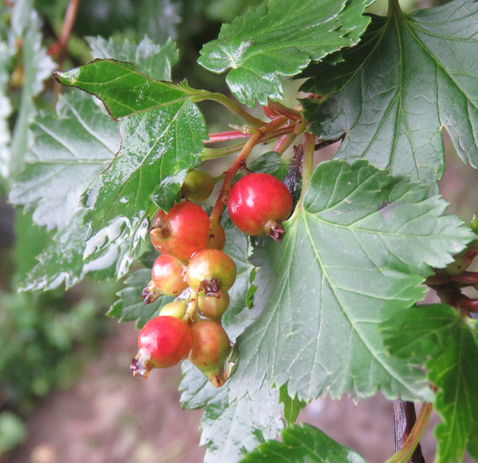 Maturing-fruits-of-Himalayan-Gooseberry
