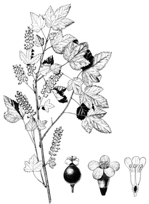 Plant-Illustration-of-Himalayan-Gooseberry