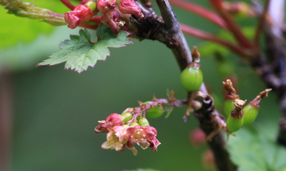 Stem-of-Himalayan-Gooseberry