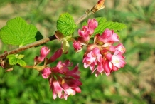 Flowers-of-Himalayan-Gooseberry