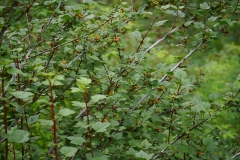 Himalayan-Gooseberry-plant-growing-wild