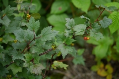 Himalayan-Gooseberry-plant