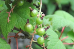 Immature-fruits-of-Himalayan-Gooseberry