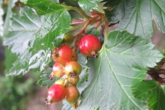 Maturing-fruits-of-Himalayan-Gooseberry