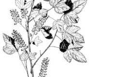 Plant-Illustration-of-Himalayan-Gooseberry