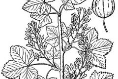 Sketch-of-Himalayan-Gooseberry