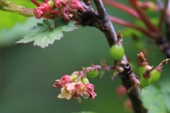 Stem-of-Himalayan-Gooseberry