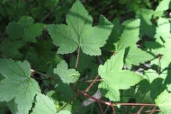 Leaves-of-Himalayan-Gooseberry