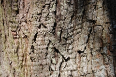 Bark-of-Himalayan-pear