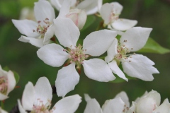 Closer-view-of-flower-of-Himalayan-Pear