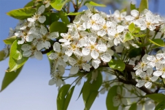 Flower-of-Himalayan-pear