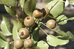 Fruits-of-Himalayan-pear