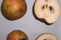Half-cut-fruit-of-Himalayan-pear