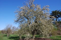 Himalayan-pear-plant
